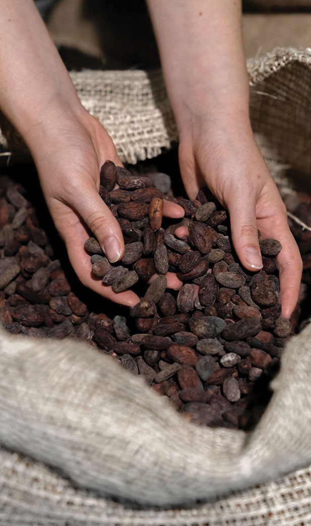 Fave Cacao